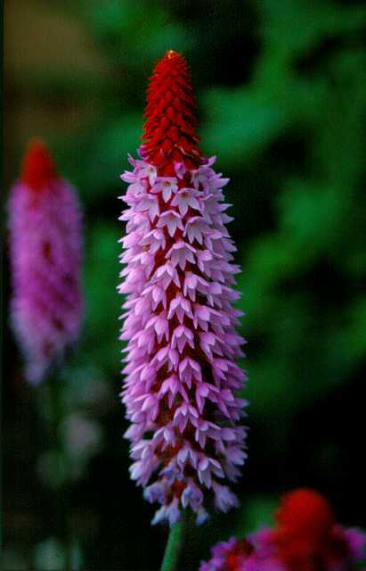 FH_VP_0027(Primula vialii).jpg - Primula vialii (Red Hot Poker Primula) (Orchideeënprimula)